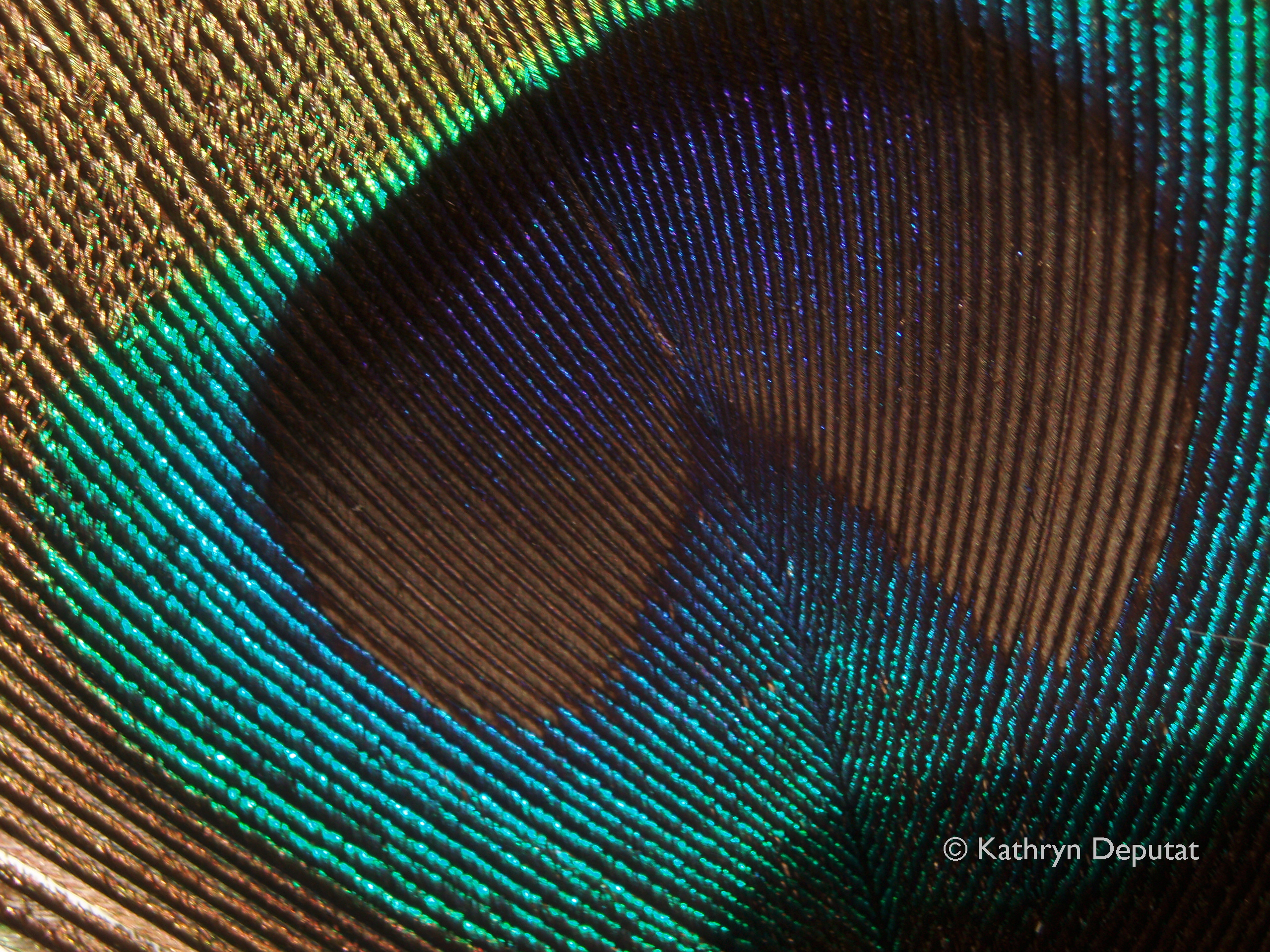 peacock feather